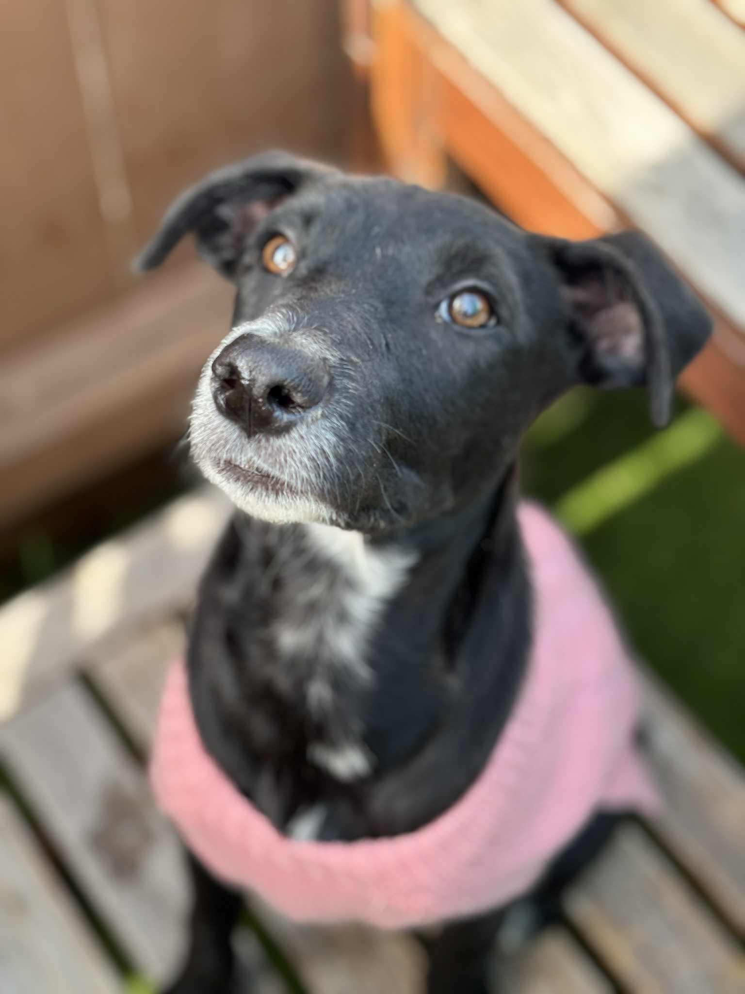 Enlarge Lannie , a ADOPTABLE mixed breed in Poway, CA image 3/4