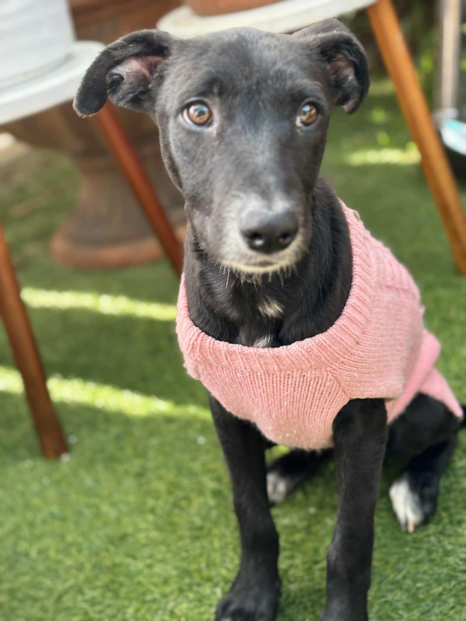 Enlarge Lannie , a ADOPTABLE mixed breed in Poway, CA image 2/4