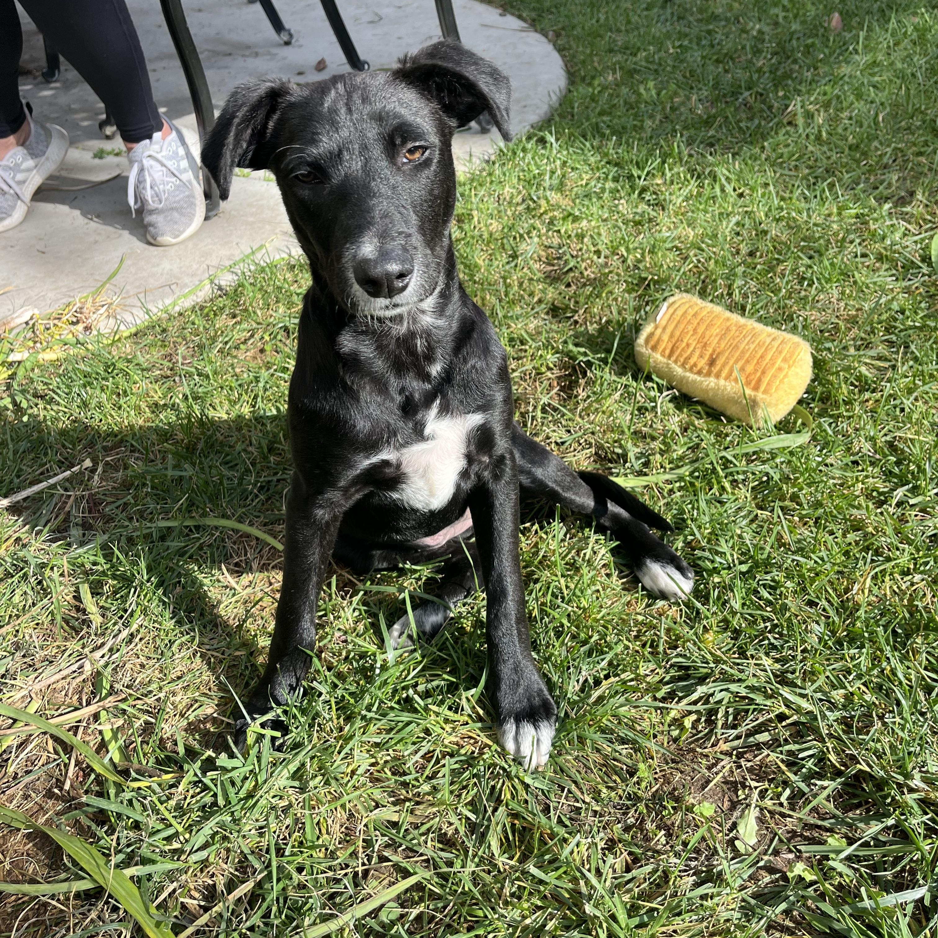 Enlarge Lannie , a ADOPTABLE mixed breed in Poway, CA image 5/5