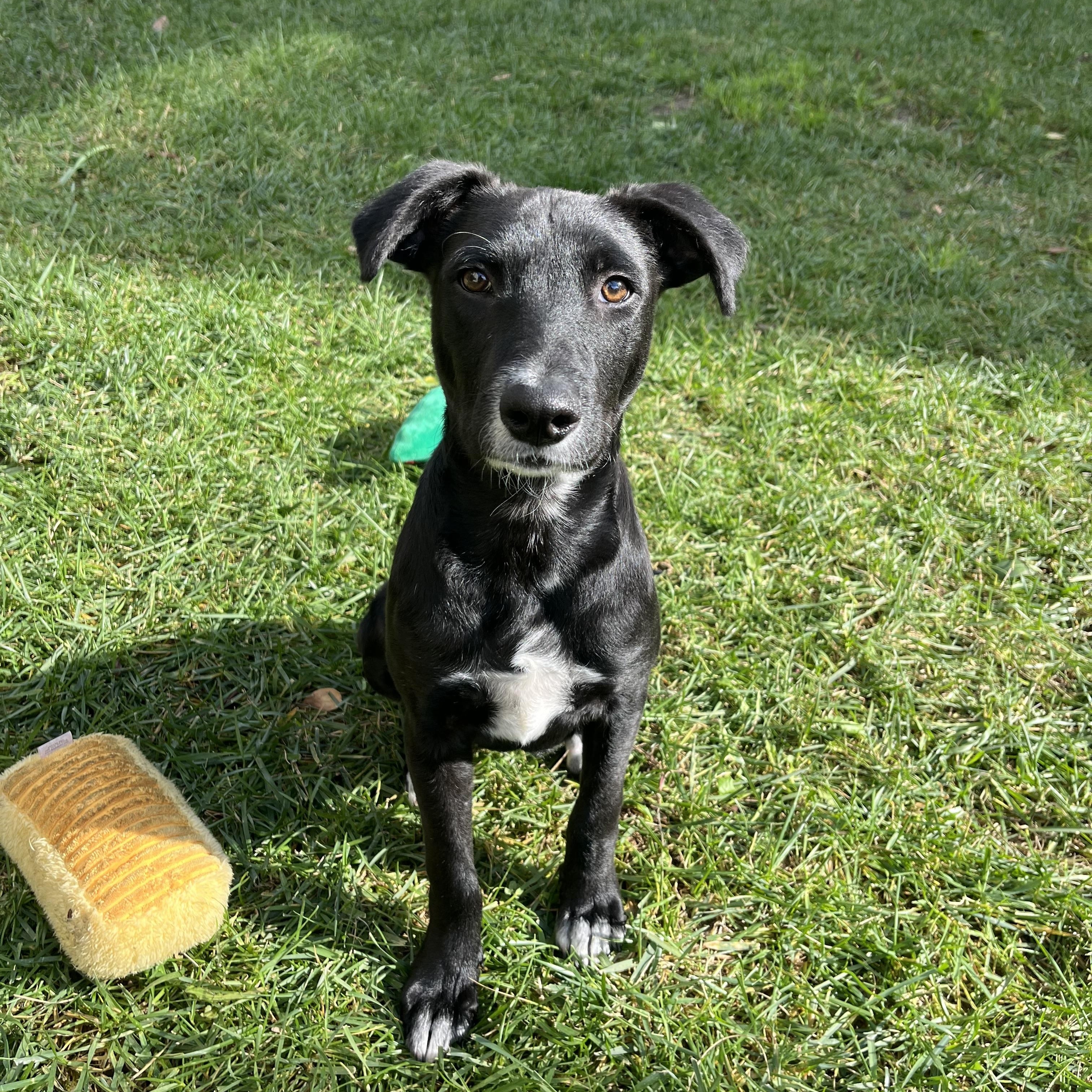 Enlarge Lannie , a ADOPTABLE mixed breed in Poway, CA image 1/5