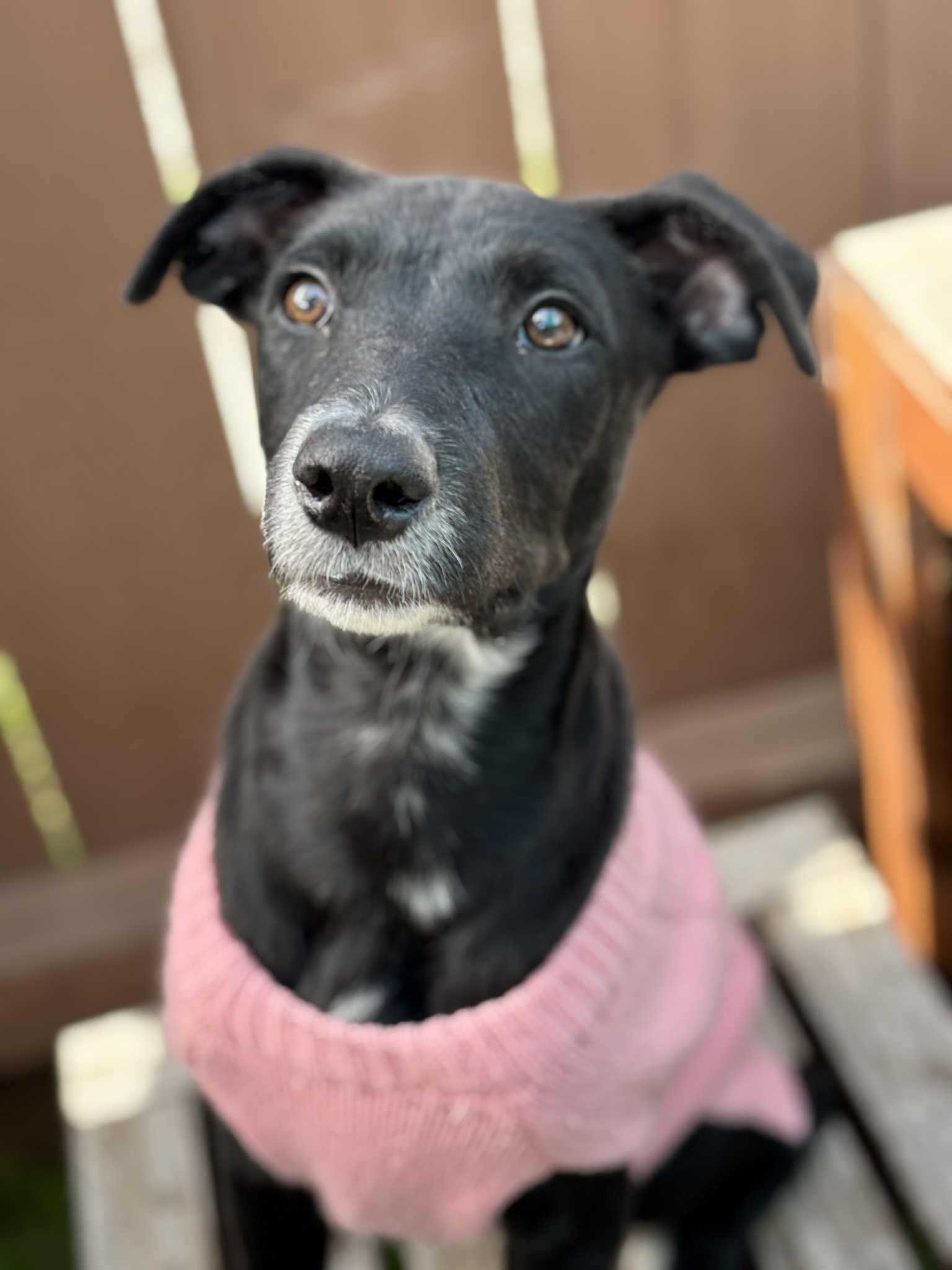 Enlarge Lannie , a ADOPTABLE mixed breed in Poway, CA image 1/4