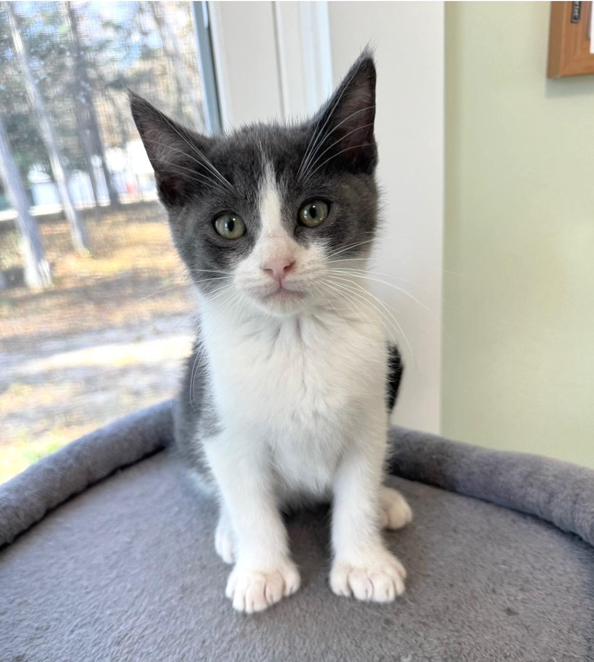 Enlarge Tank, an adopted Extra-Toes Cat / Hemingway Polydactyl in Goshen, IN image 1/5