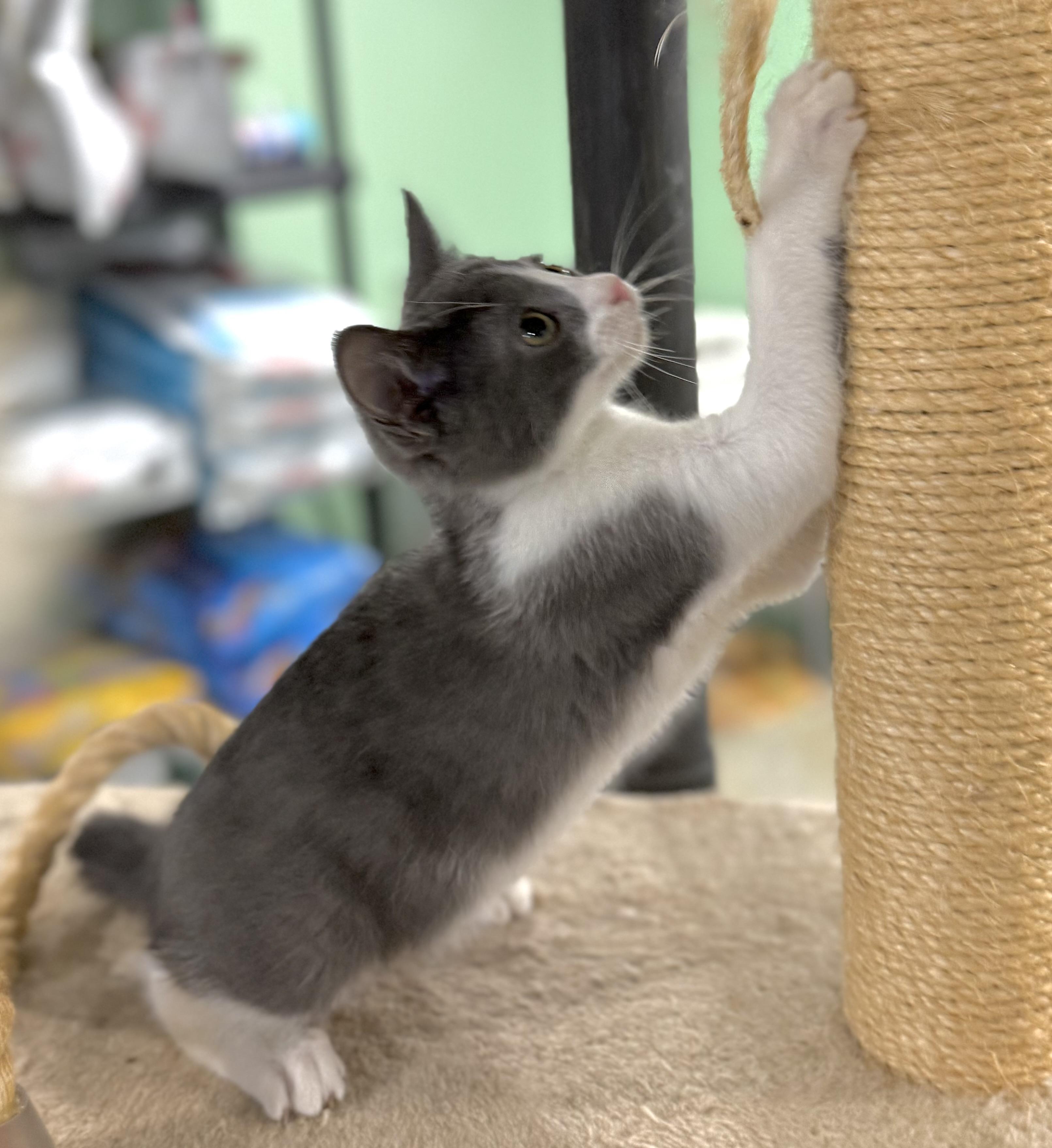 Enlarge Tank, an adopted Extra-Toes Cat / Hemingway Polydactyl in Goshen, IN image 2/5