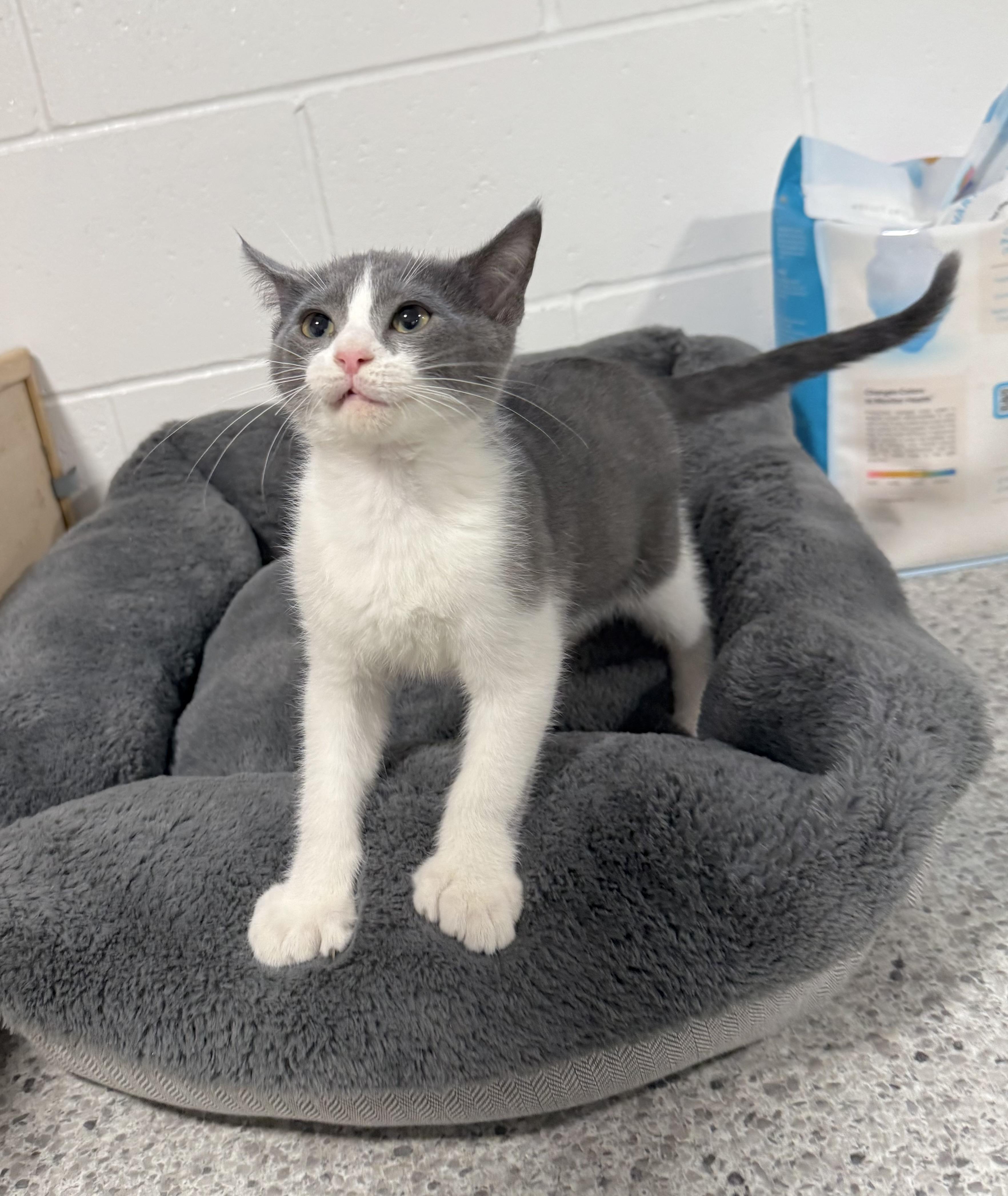 Enlarge Tank, an adopted Extra-Toes Cat / Hemingway Polydactyl in Goshen, IN image 3/5