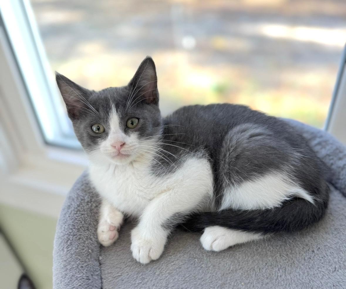 Enlarge Tank, an adopted Extra-Toes Cat / Hemingway Polydactyl in Goshen, IN image 4/5