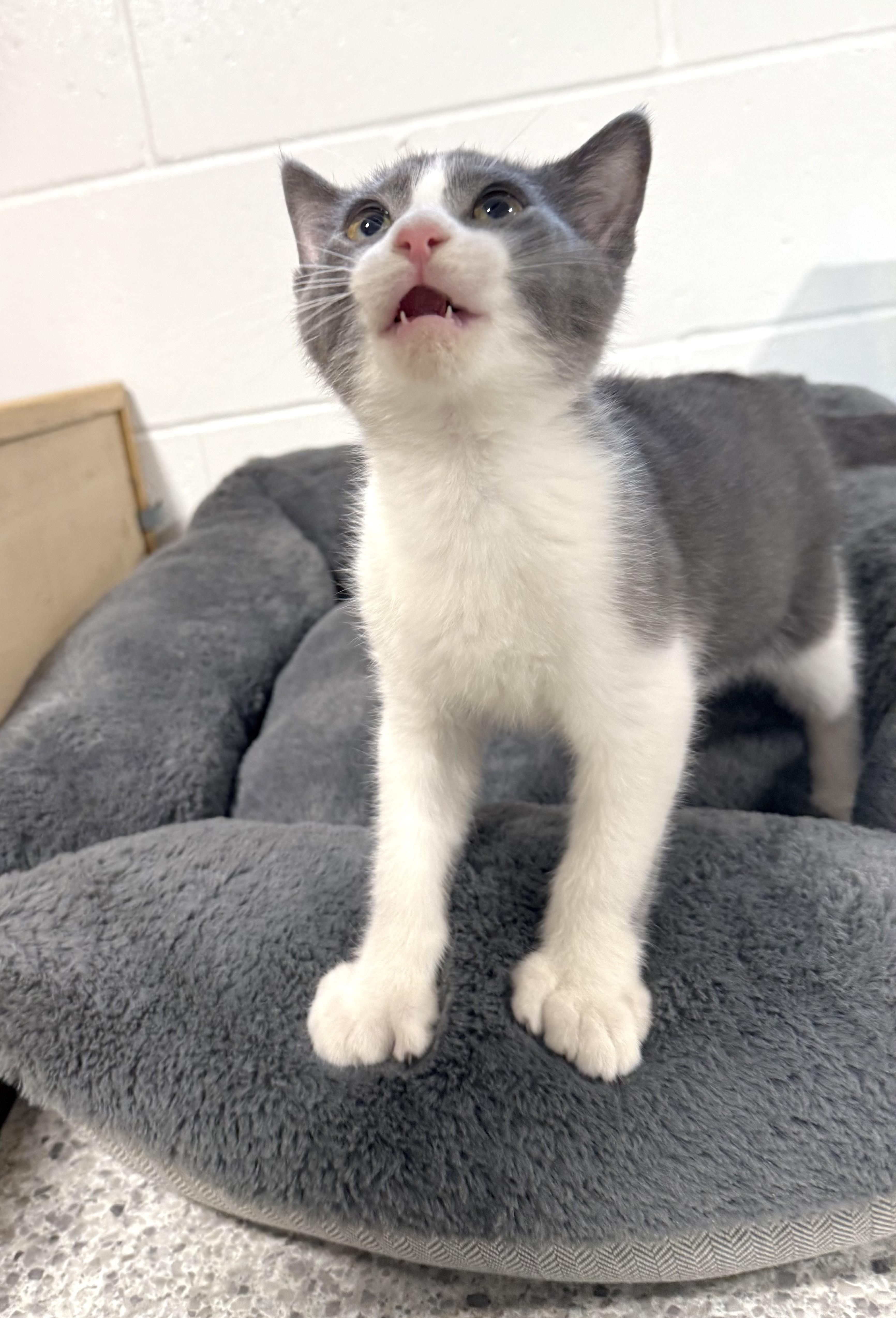 Enlarge Tank, an adopted Extra-Toes Cat / Hemingway Polydactyl in Goshen, IN image 5/5