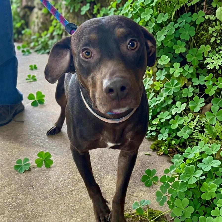 Bryson, Adoptable, Adult Male Chocolate Labrador Retriever.