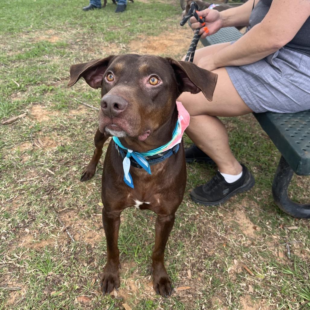 Enlarge Bryson, a Adoptable mixed breed in Palestine, TX image 2/6
