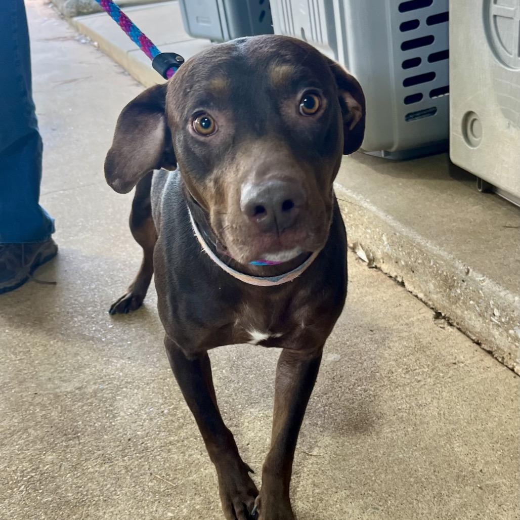 Enlarge Bryson, a Adoptable mixed breed in Palestine, TX image 2/4