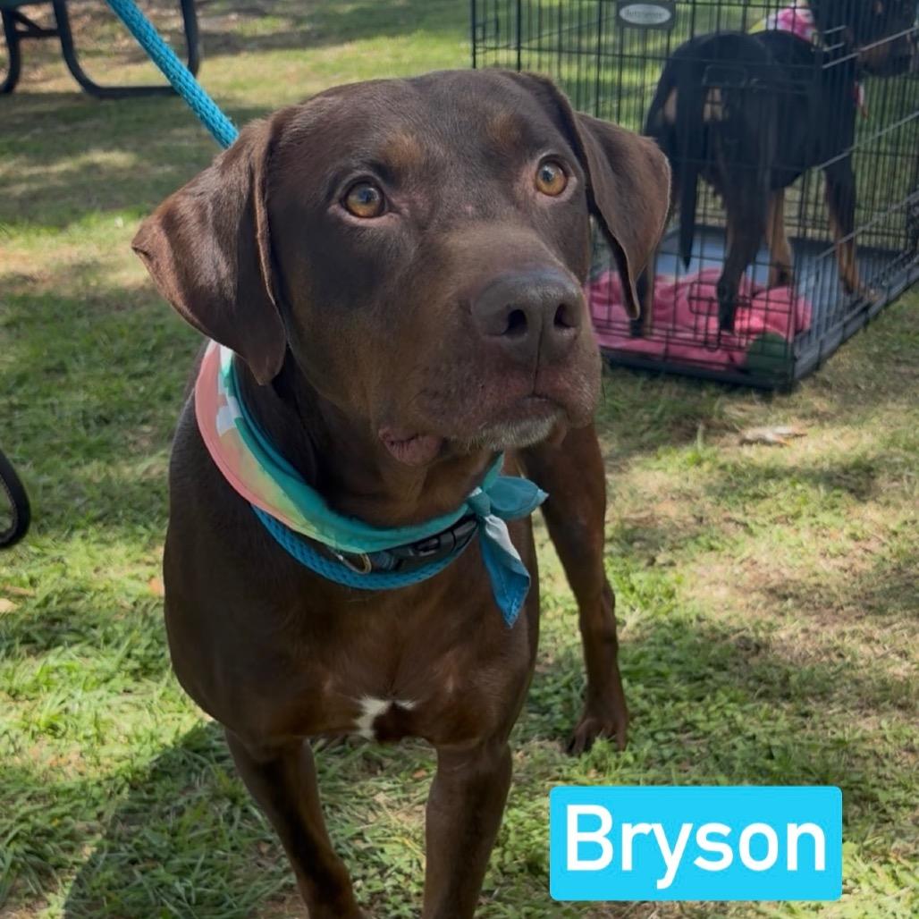Enlarge Bryson, a Adoptable mixed breed in Palestine, TX image 4/6