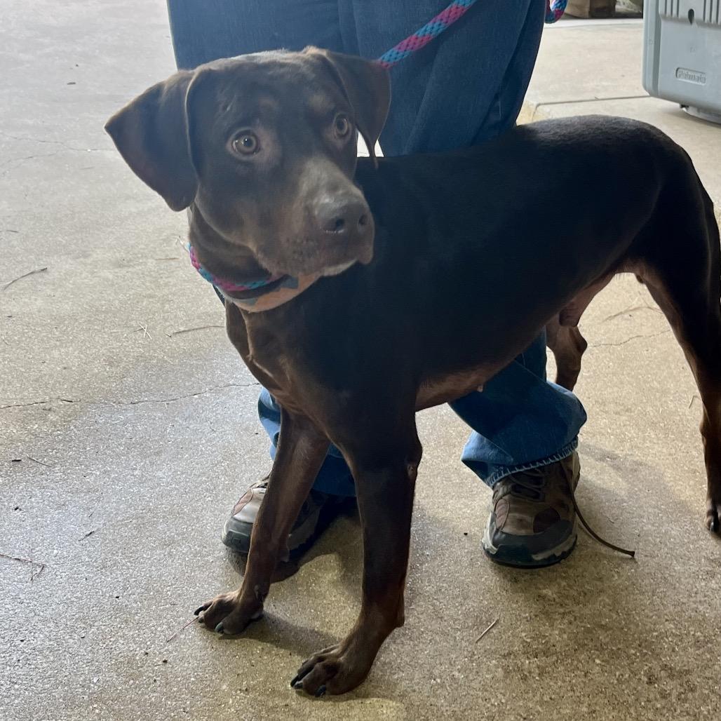 Enlarge Bryson, a Adoptable mixed breed in Palestine, TX image 3/4