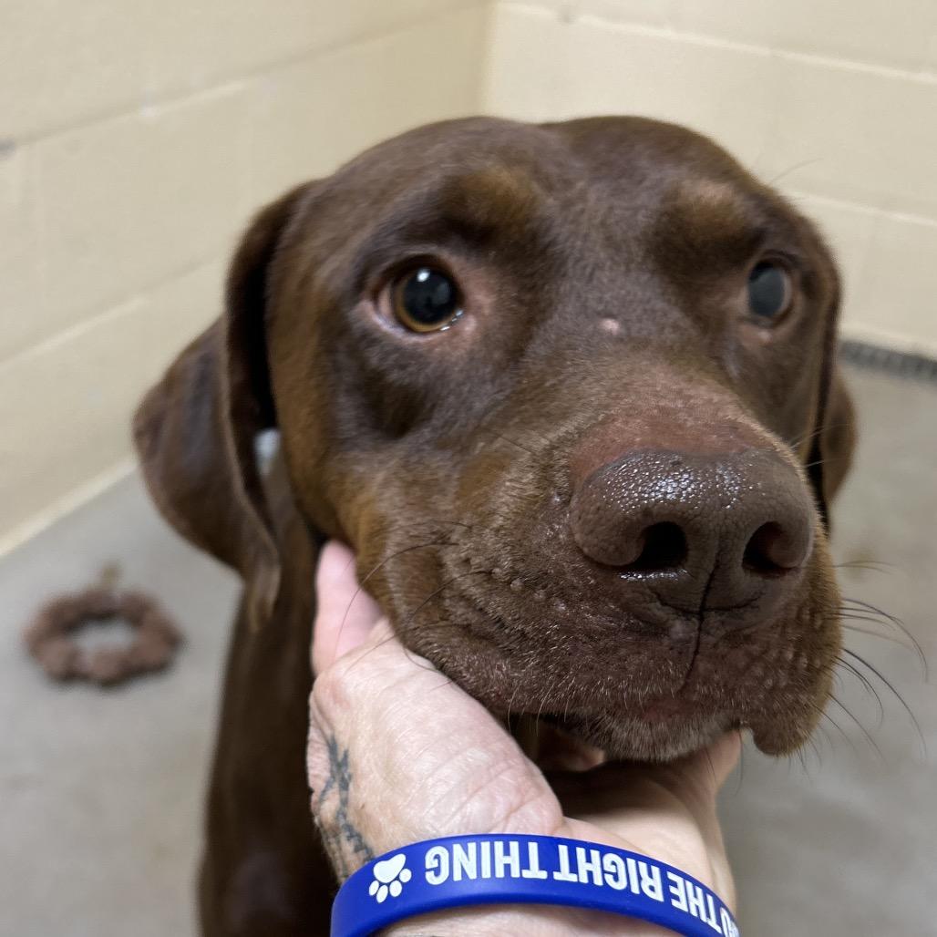 Enlarge Bryson, a Adoptable mixed breed in Palestine, TX image 4/4