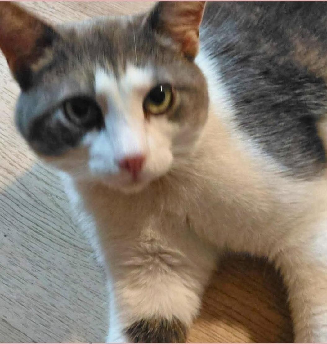 Smoky , ADOPTABLE, Young Male Domestic Short Hair.