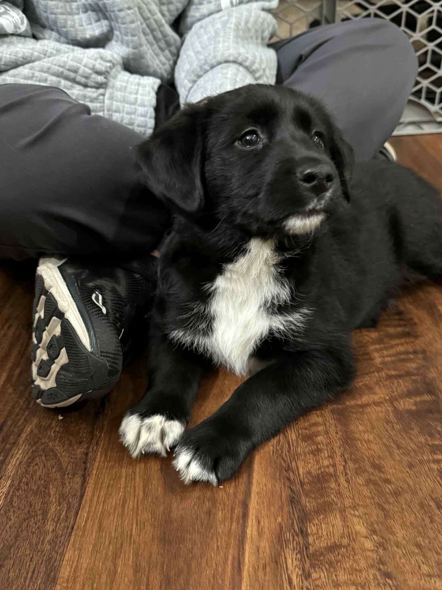 Wren, a Adoptable mixed breed in Mechanicsburg, PA image 1/3