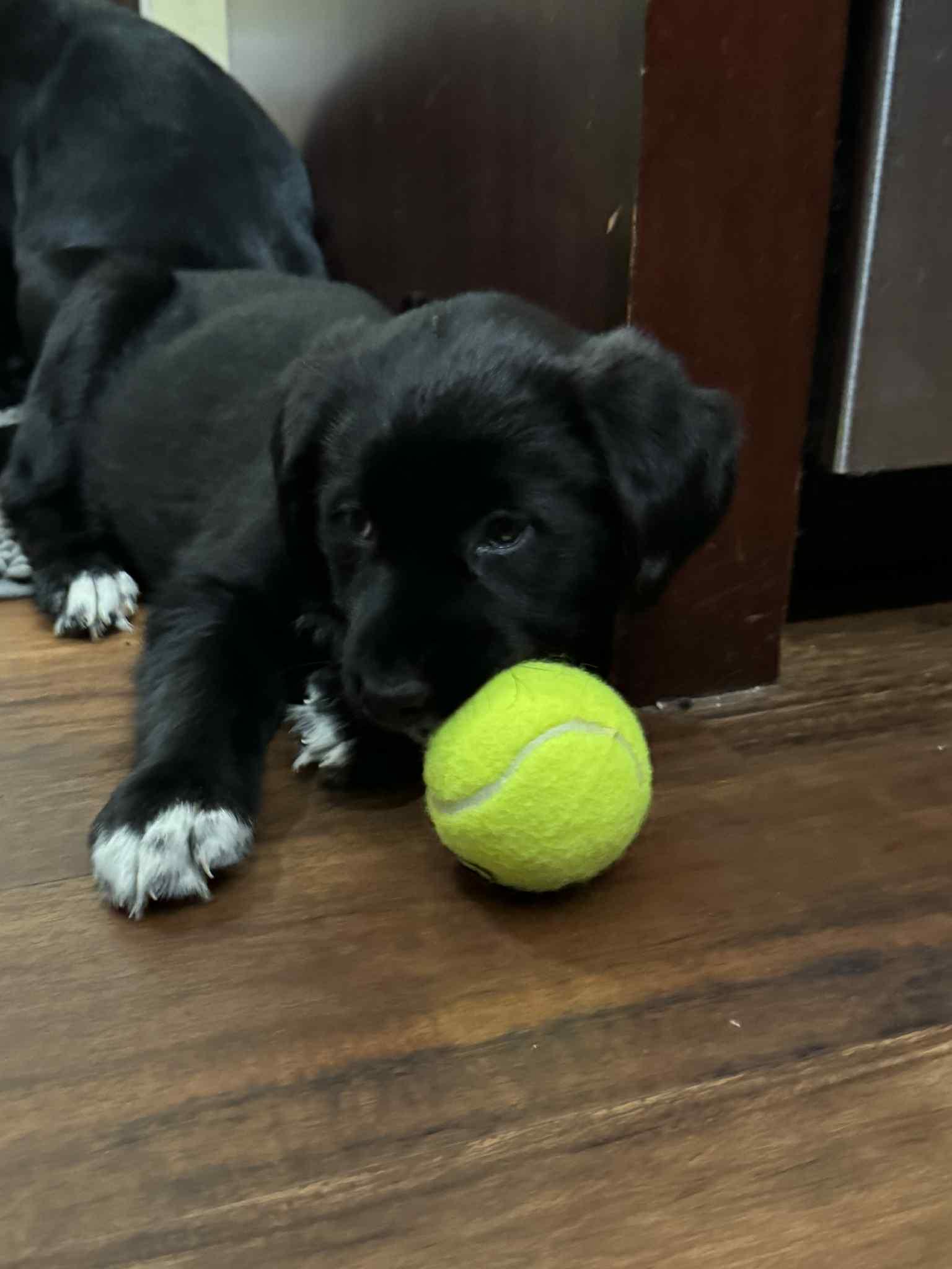 Wren, a Adoptable mixed breed in Mechanicsburg, PA image 2/3