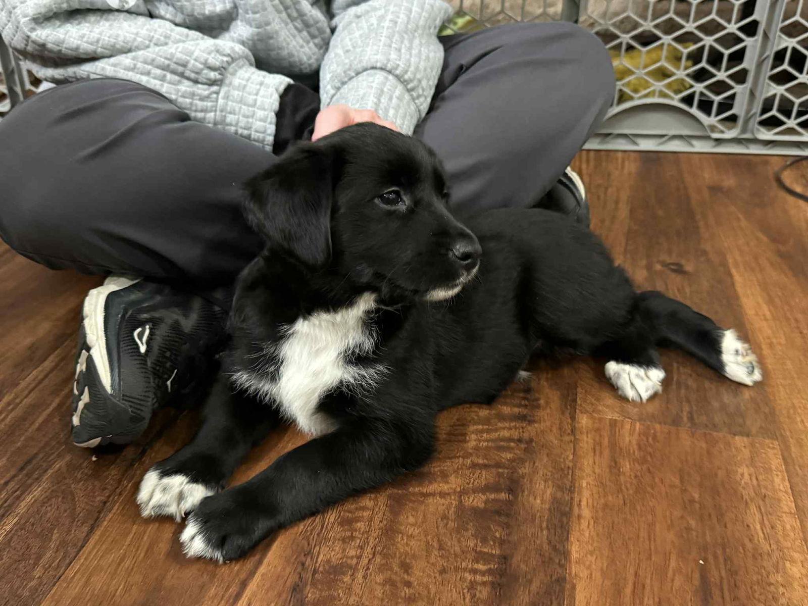 Wren, a Adoptable mixed breed in Mechanicsburg, PA image 3/3