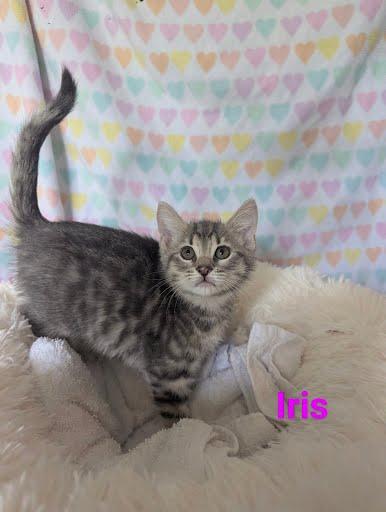 Enlarge Iris {and Aster}, a Adoptable Domestic Short Hair in Oxford, PA image 3/4