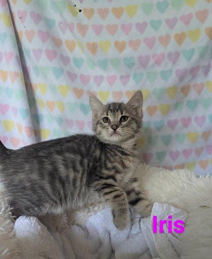 Enlarge Iris {and Aster}, a Adoptable Domestic Short Hair in Oxford, PA image 4/4