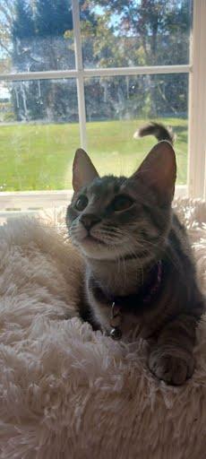 Enlarge Iris {and Aster}, a Adoptable Domestic Short Hair in Oxford, PA image 1/4