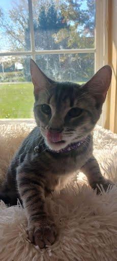 Enlarge Iris {and Aster}, a Adoptable Domestic Short Hair in Oxford, PA image 2/4