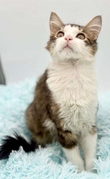 Toad, an adoptable mixed breed in Covington, LA image 2/6