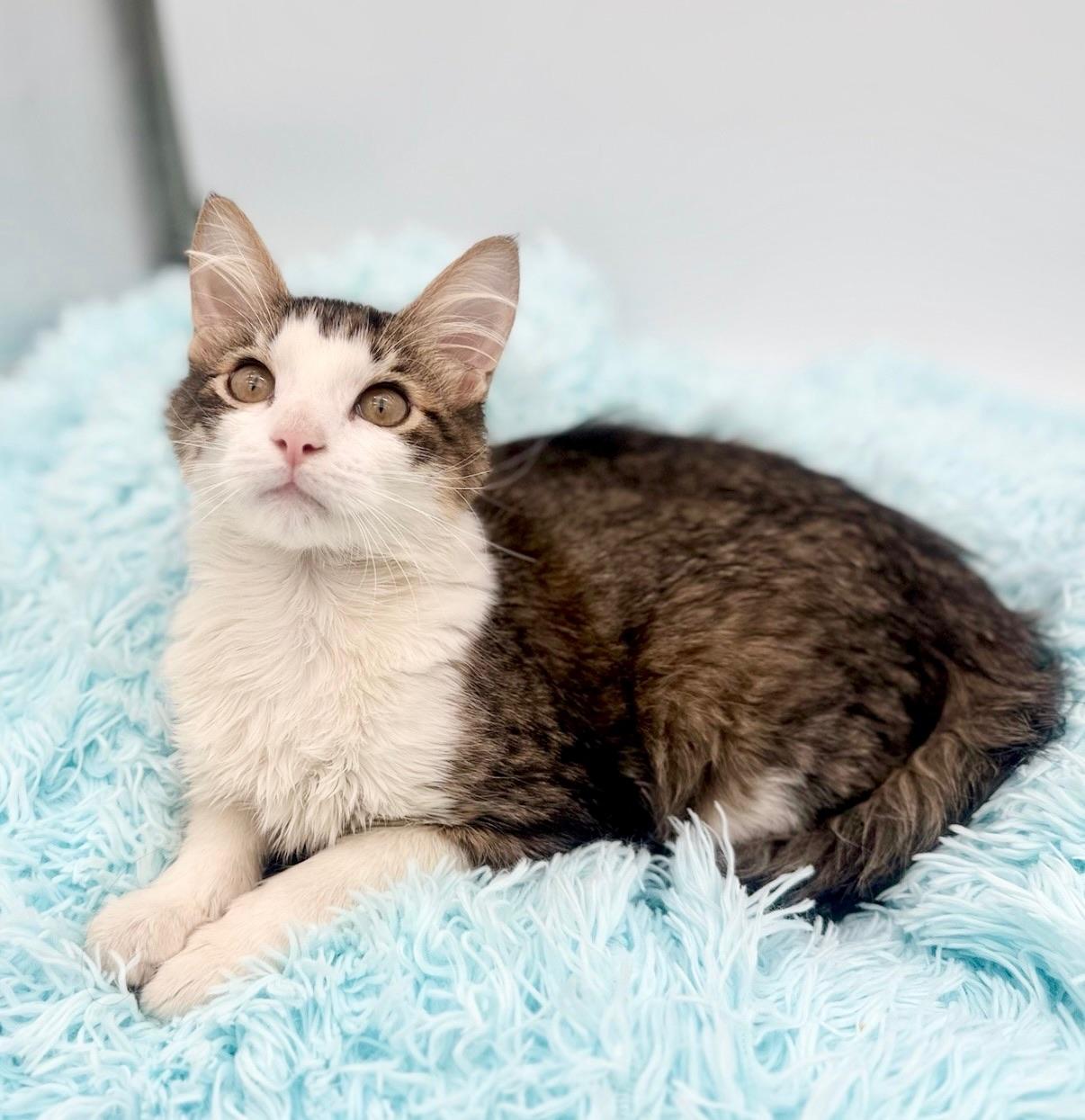 Toad, adoptable, Kitten Male Ragdoll & Domestic Long Hair.
