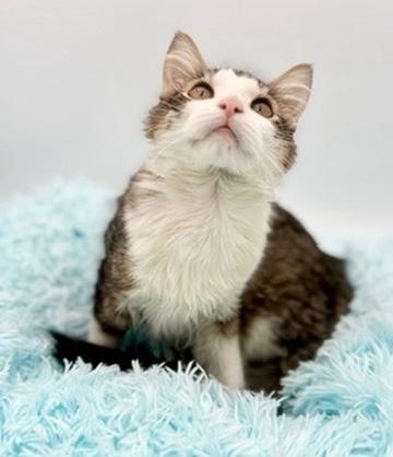 Toad, an adoptable mixed breed in Covington, LA image 5/6