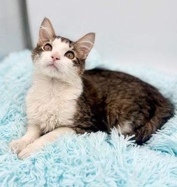 Toad, an adoptable mixed breed in Covington, LA image 4/6