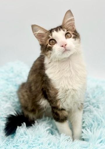Toad, an adoptable mixed breed in Covington, LA image 3/6