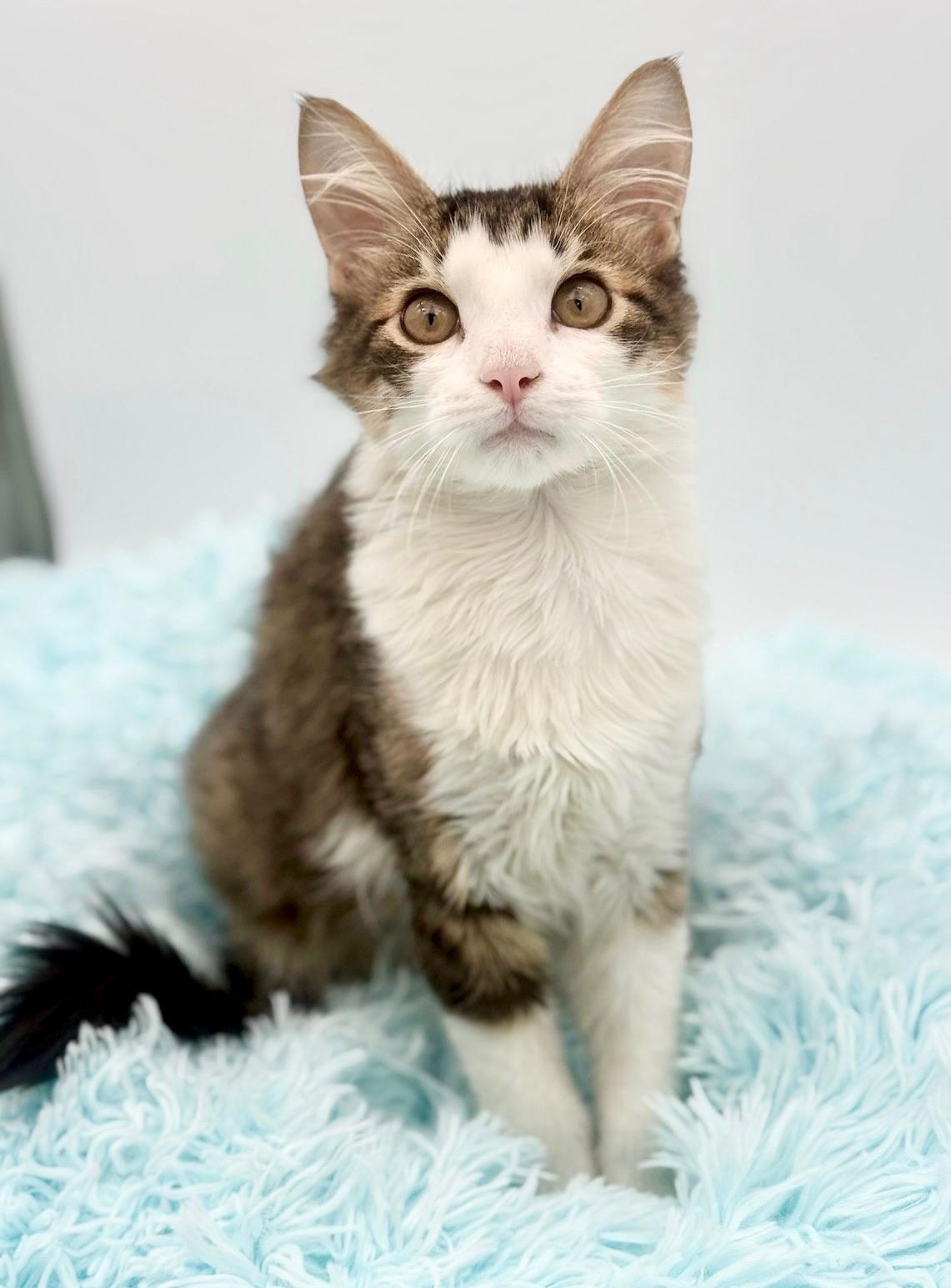Toad, an adoptable mixed breed in Covington, LA image 6/6