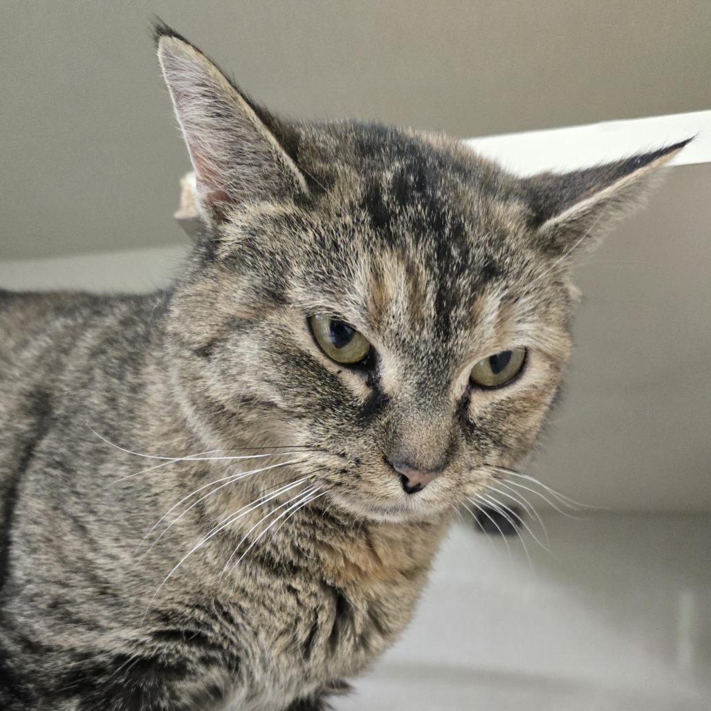 Olivia, Adoptable, Adult Female Domestic Short Hair.