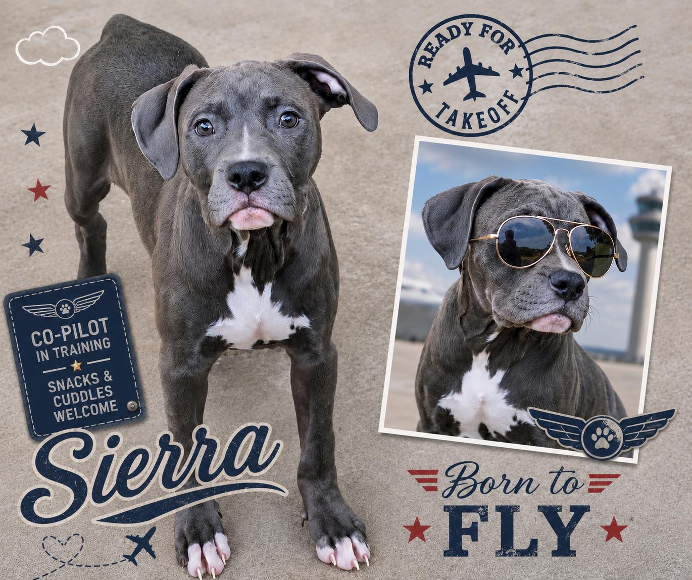 Sierra, Adoptable, Puppy Female Pit Bull Terrier.