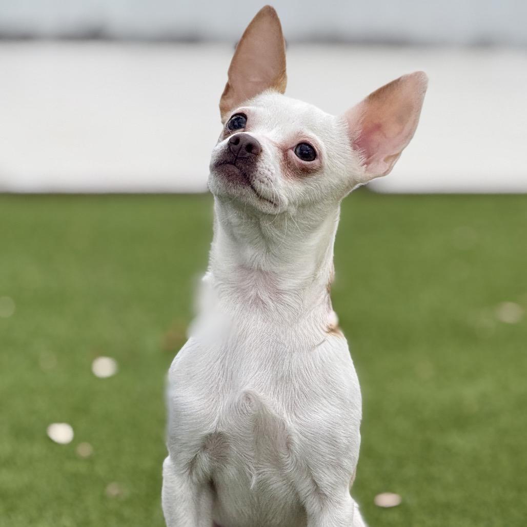 Enlarge Hokey Pokey - spotted chihuahua, a Adoptable Chihuahua in Austin, TX image 3/6