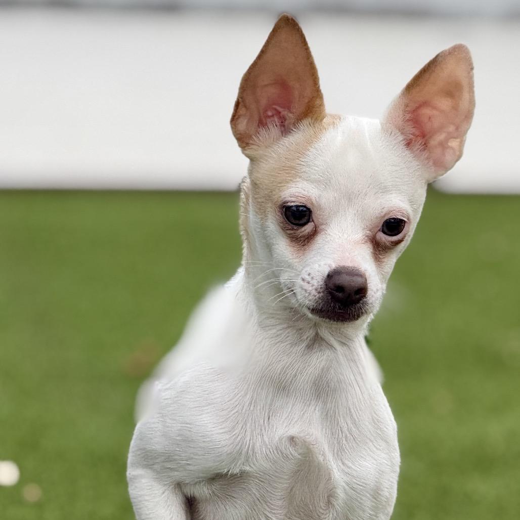 Enlarge Hokey Pokey - spotted chihuahua, a Adoptable Chihuahua in Austin, TX image 1/6