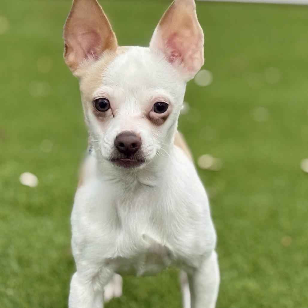 Enlarge Hokey Pokey - spotted chihuahua, a Adoptable Chihuahua in Austin, TX image 2/6