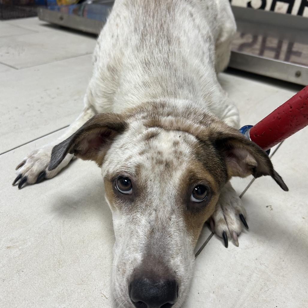 Enlarge Ciabatta, a Adoptable Mixed Breed in Lufkin, TX image 1/1