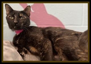 SANTA BABY, Adoptable, Young Female Domestic Short Hair.