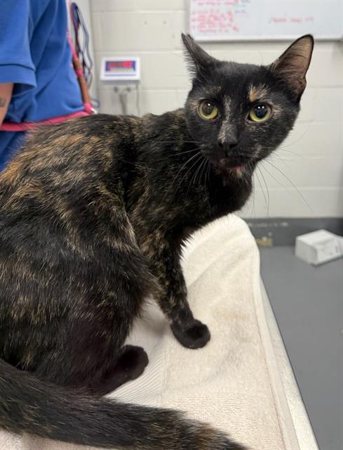 SANTA BABY, Adoptable, Young Female Domestic Short Hair.