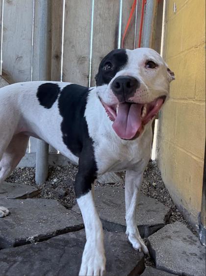 Beth IN FOSTER, Adoptable, Young Female Labrador Retriever & Terrier.