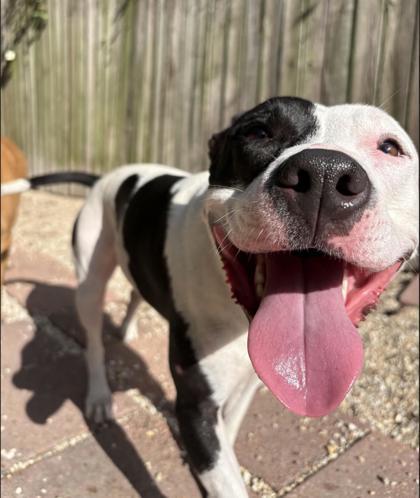 Enlarge Beth IN FOSTER, a Adoptable mixed breed in New Orleans, LA image 2/3