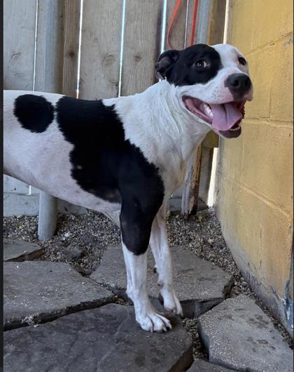 Enlarge Beth IN FOSTER, a Adoptable mixed breed in New Orleans, LA image 3/3