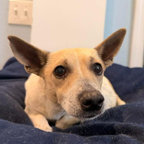 Benny, ADOPTABLE, Adult Male Chihuahua.