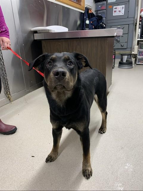 Enlarge ORION, a Adoptable mixed breed in Fairbanks, AK image 1/1