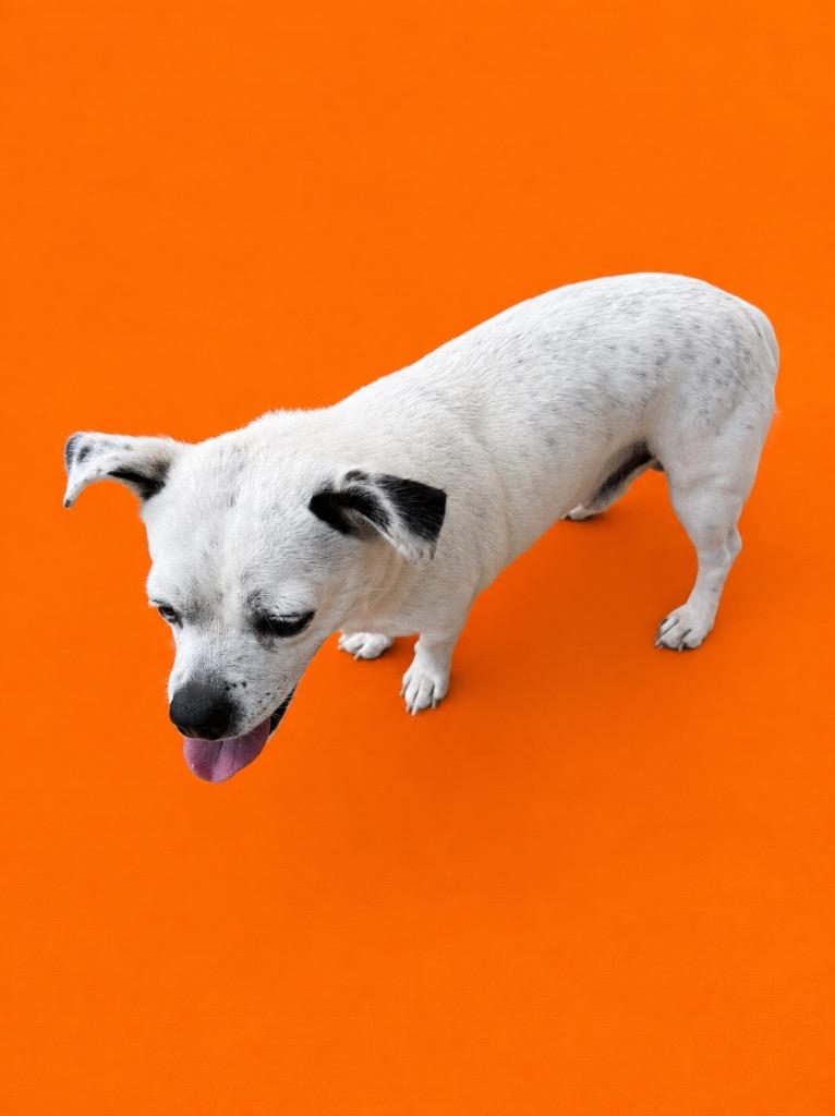 Taco/Pinto, Adopted, Adult Male Terrier.