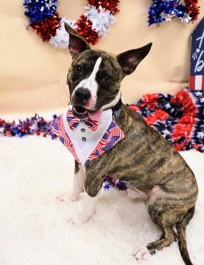 Banjo, ADOPTABLE, Young Male Mixed Breed.