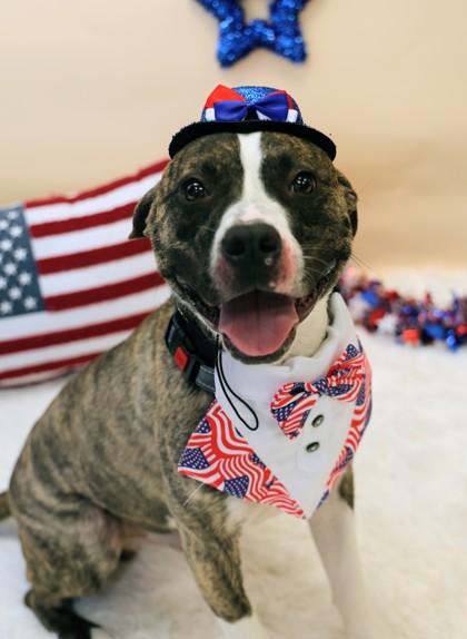 Banjo, a ADOPTABLE Mixed Breed in Hamilton, OH image 2/2