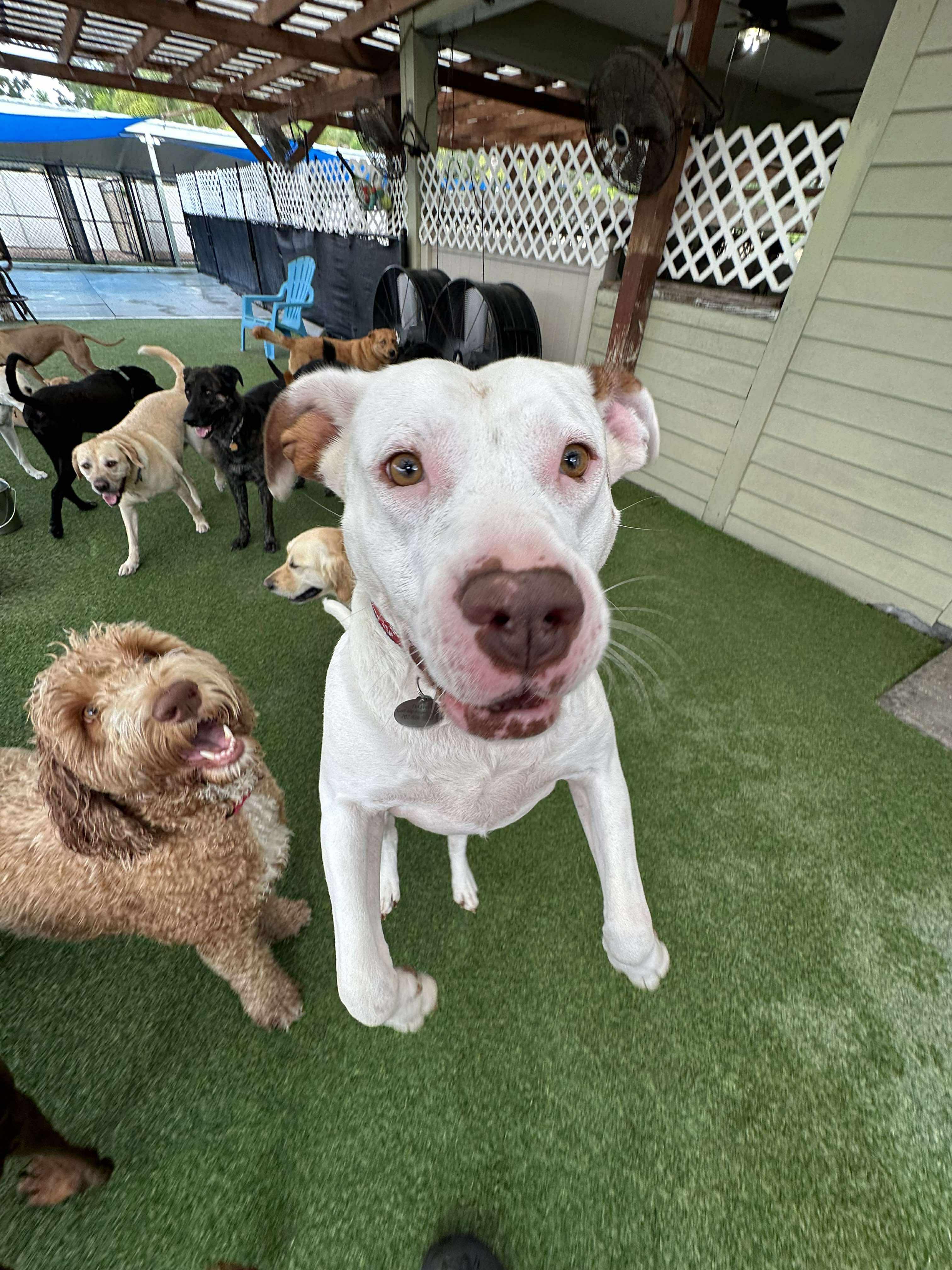Claude, Adult Male Mixed Breed