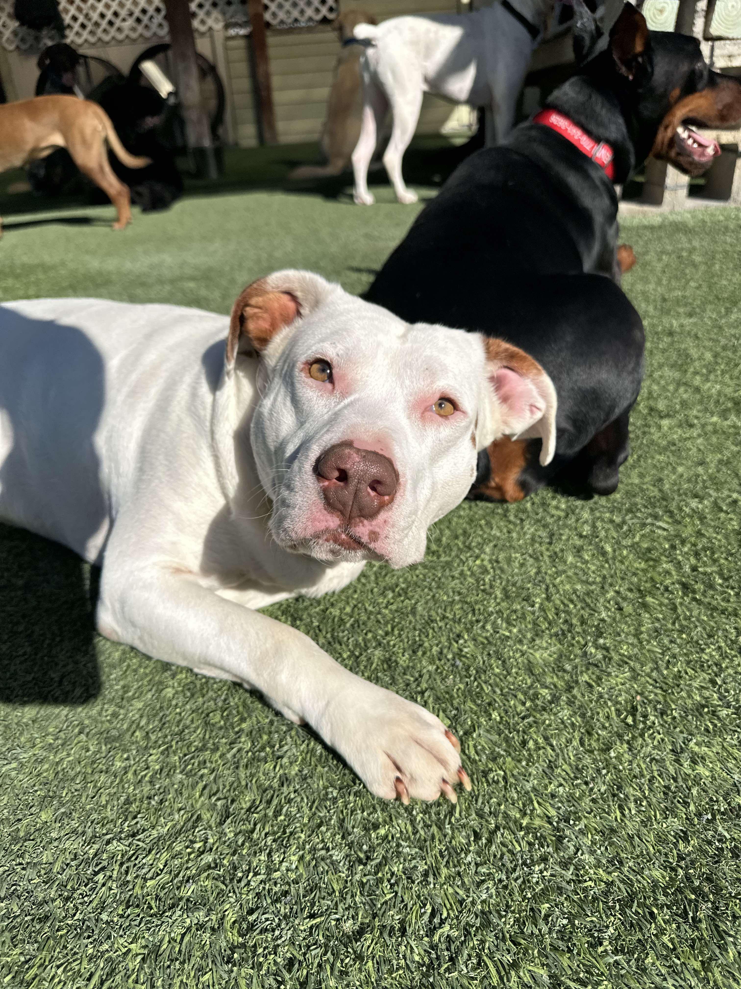 Enlarge Claude, a Adoptable mixed breed in Odessa, FL image 6/6