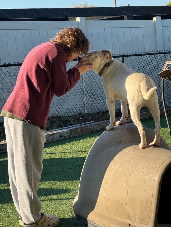 Enlarge Claude, a Adoptable mixed breed in Odessa, FL image 5/6