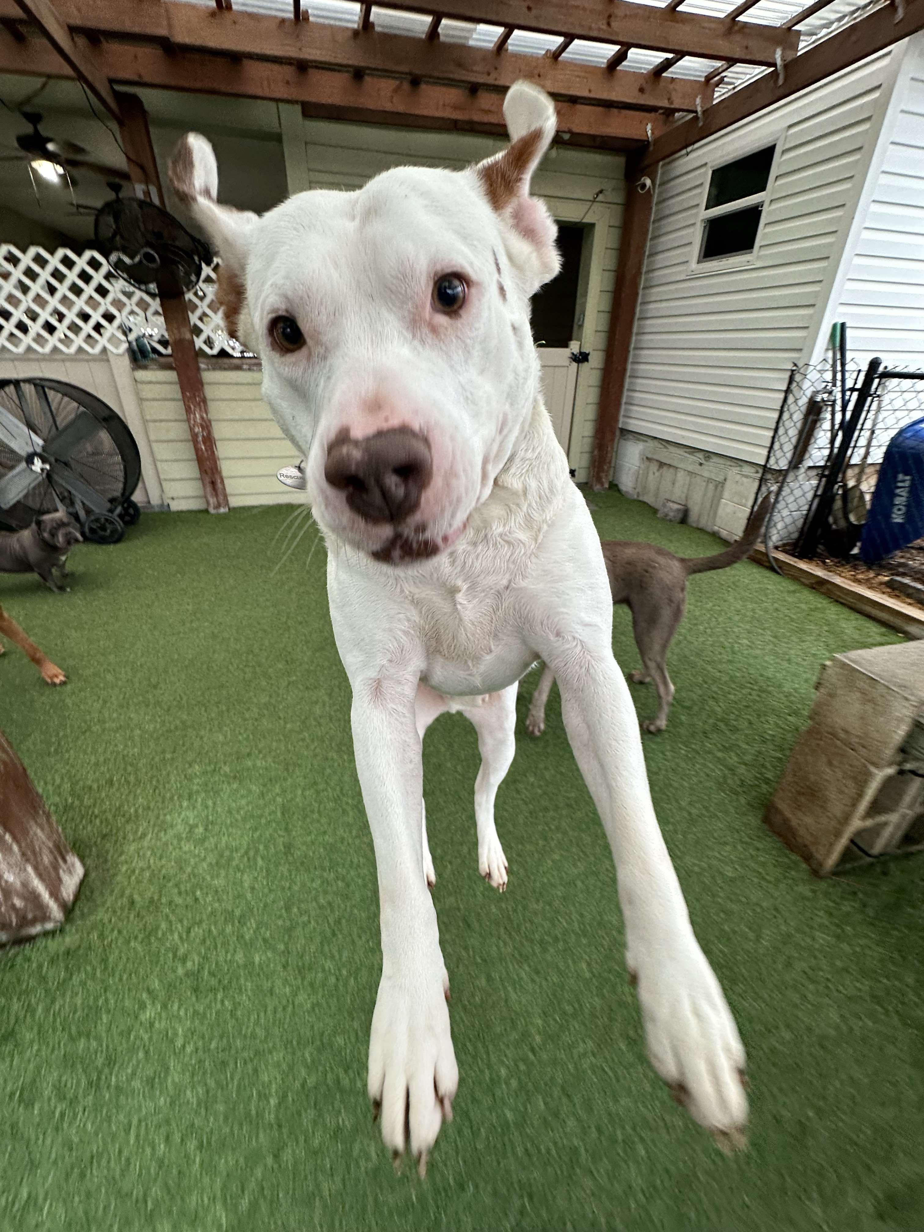 Enlarge Claude, a Adoptable mixed breed in Odessa, FL image 3/6